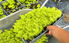 佛甲草7天快速成坪技術(shù)｜工程綠化專用解決方案