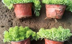 佛甲草垂直綠化墻建造指南｜立體種植系統(tǒng)