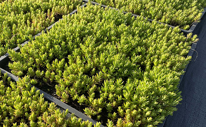 佛甲草小區(qū)綠化實(shí)景圖