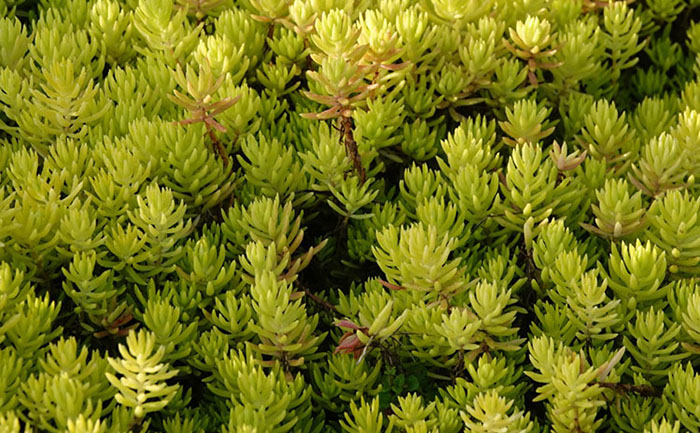 佛甲草低成本維護(hù)對比