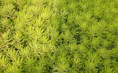 佛甲草屋頂降溫系統(tǒng)方案｜節(jié)能綠化技術(shù)