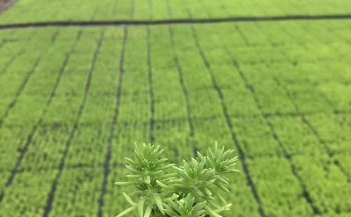 佛甲草屋頂智能滲灌系統(tǒng)布設與控制系統(tǒng)界面